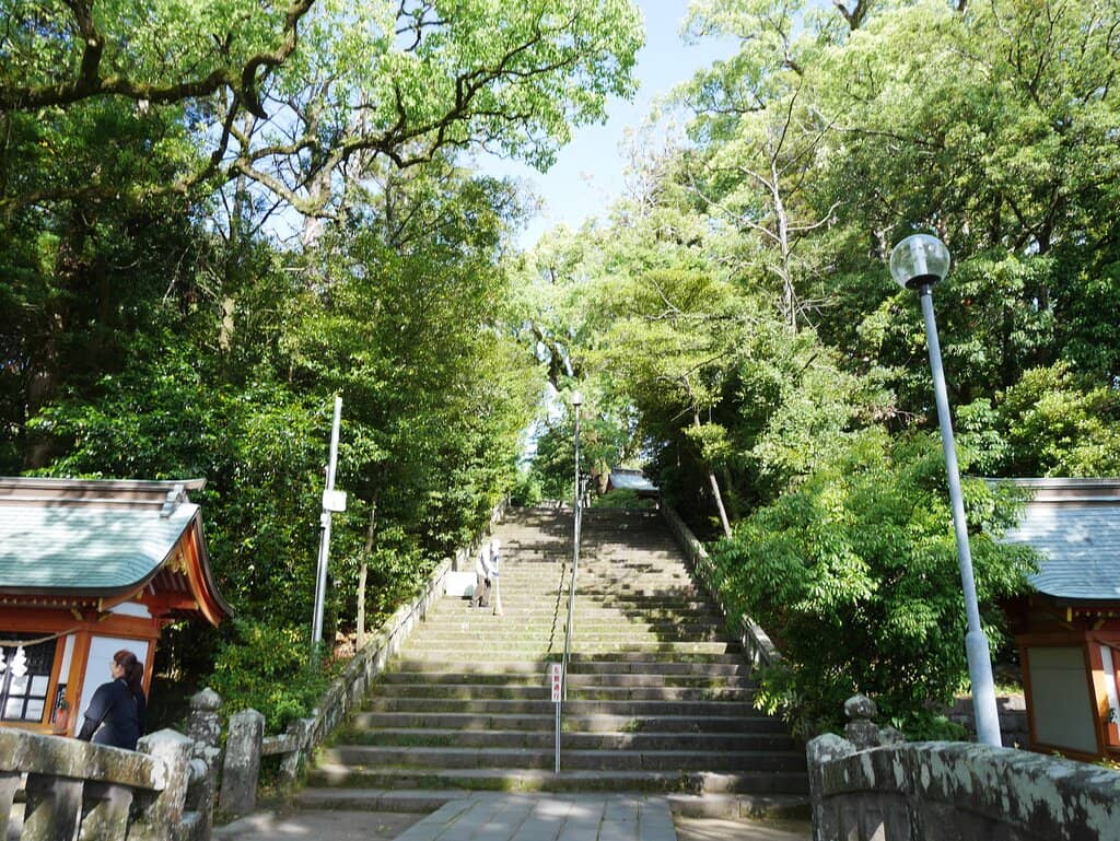 Ancient Cedar Forest