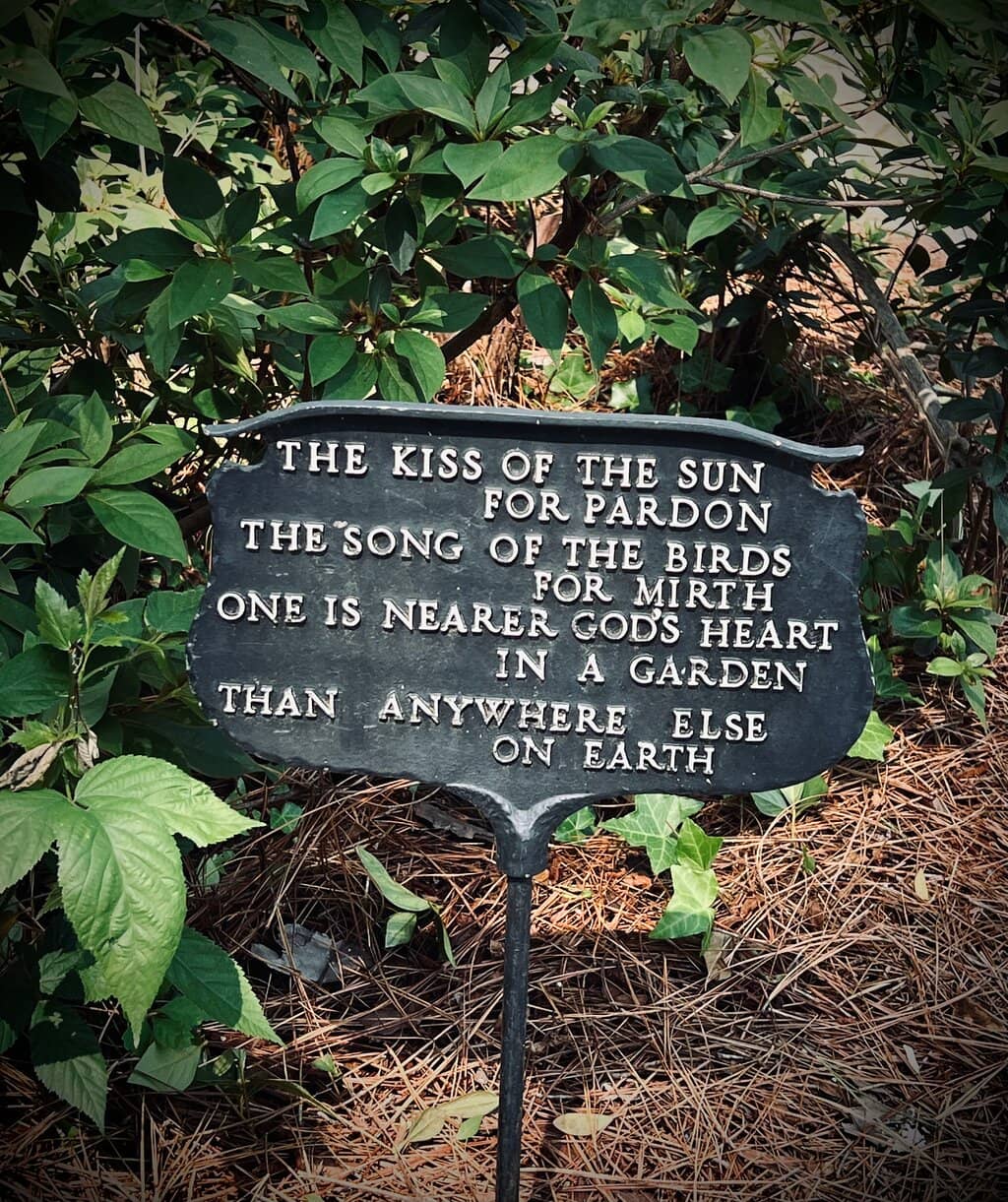 Vibrant Azalea Blooms