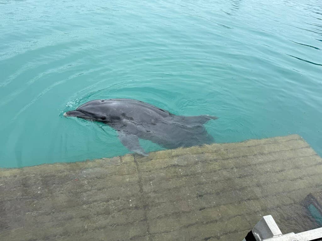Mogumogu Picnic (Dolphin Feeding)