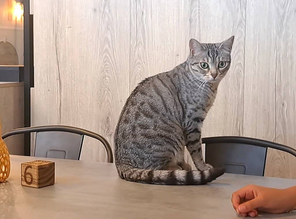 Adorable Cat Personalities