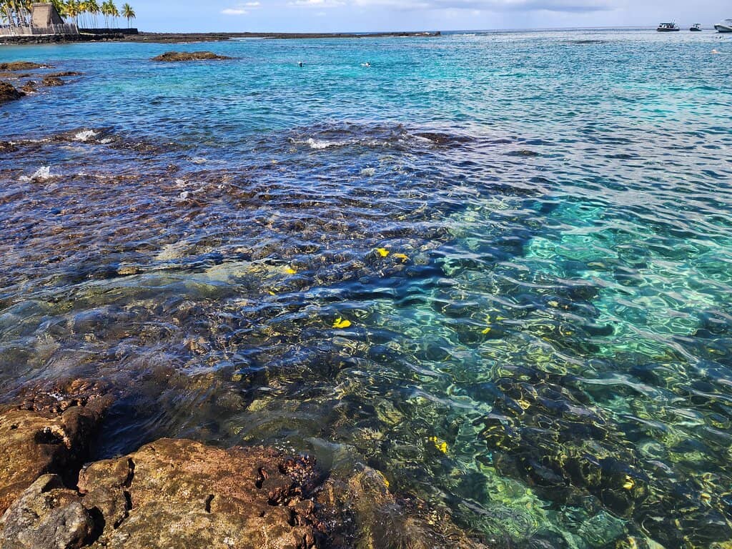 Abundant Marine Life