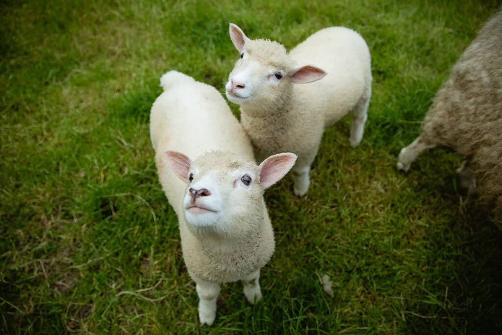 Newbridge House Tour