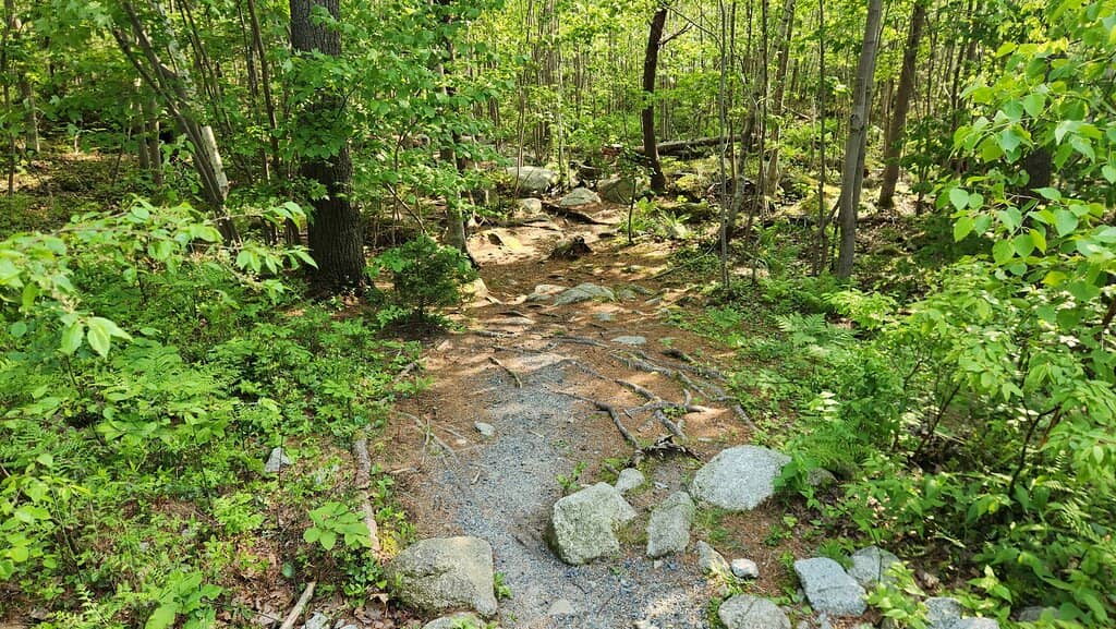 Long Lake Loop Trail