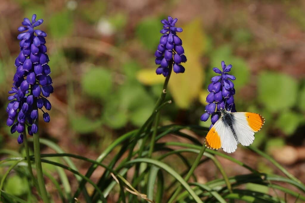 Rare and Mysterious Trees