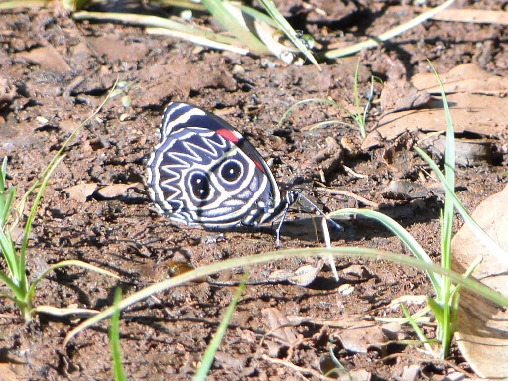 Preserved Savanna Ecosystem