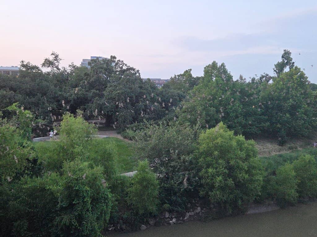 Buffalo Bayou Park Viewing Area