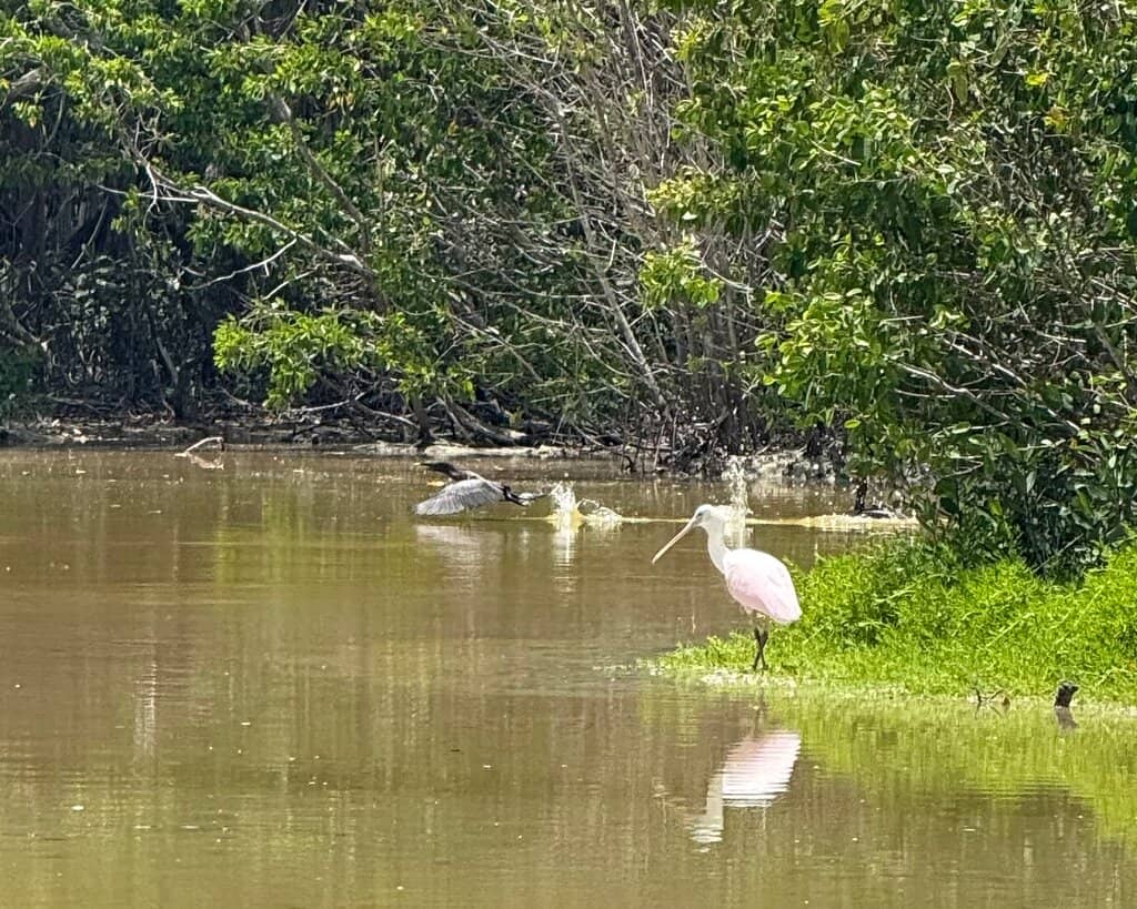 Mangrove Maze Boat Tour