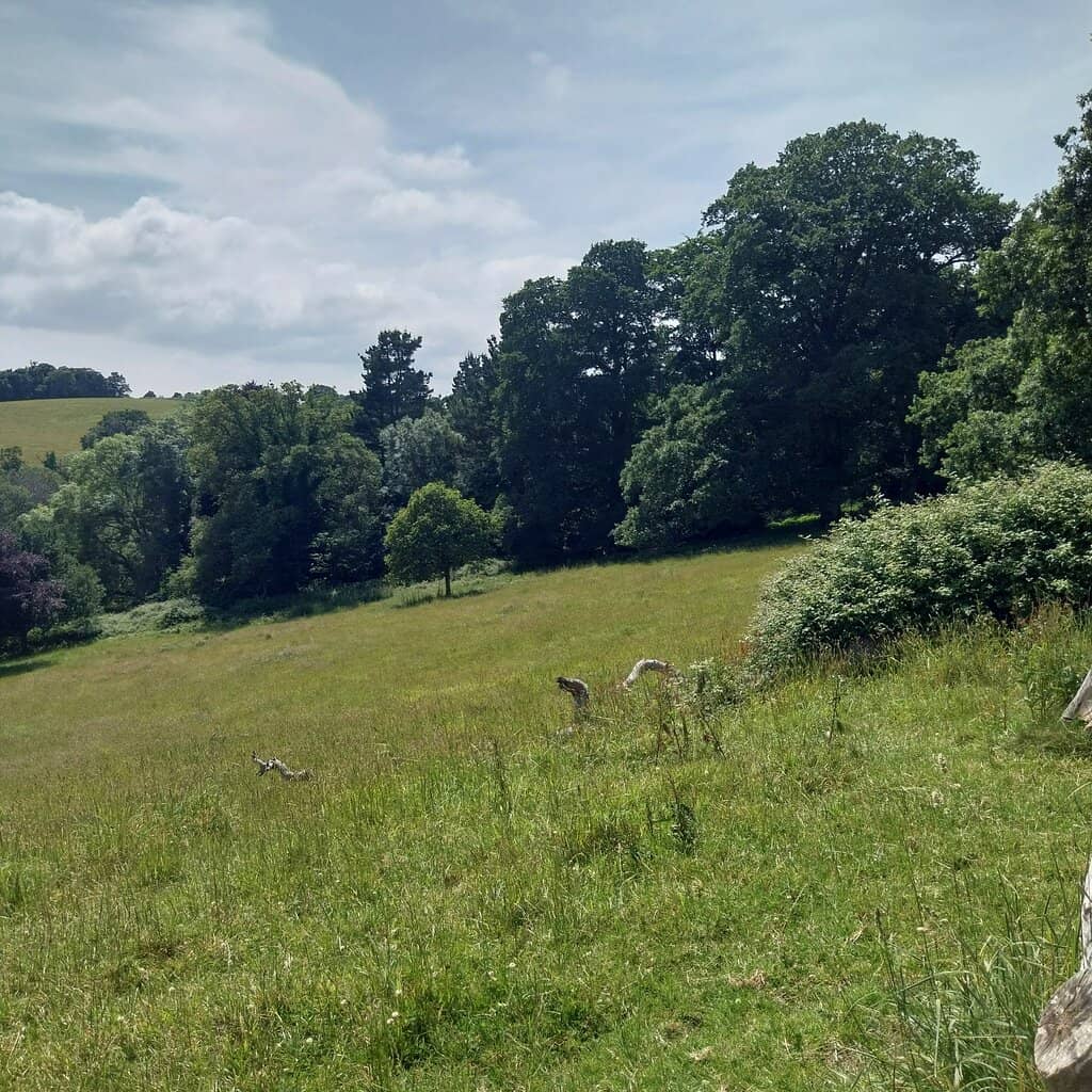 Trelissick House Tearoom