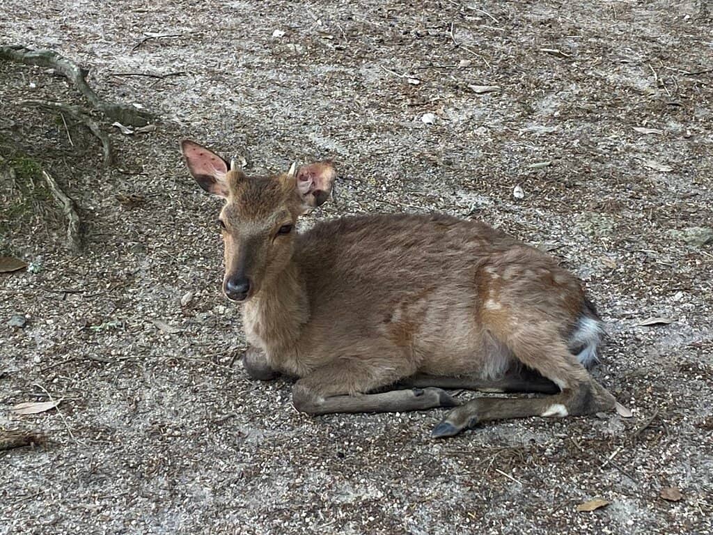 Deer Encounters