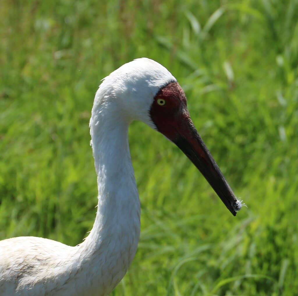 Restored Prairie Trails