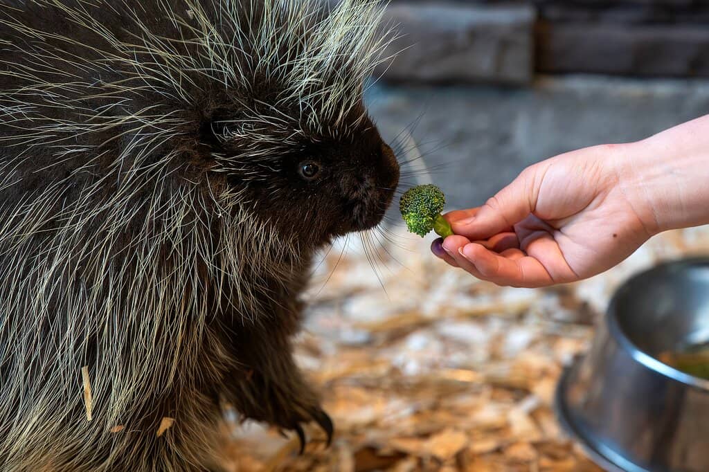 Native Virginia Wildlife Boardwalk