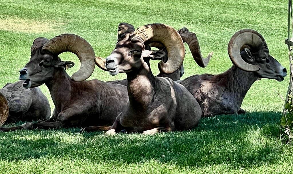 Family-Friendly Amenities