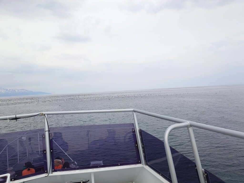 Sperm Whale Sightings