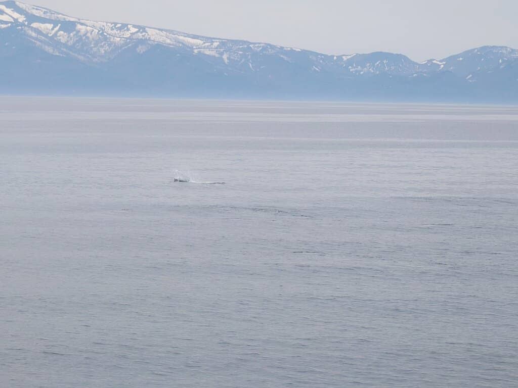 Dall's Porpoise Play