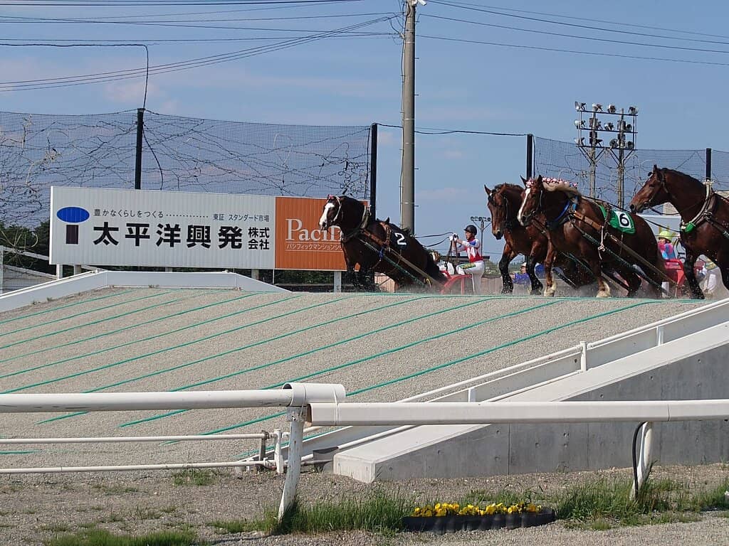 Meet the Horses