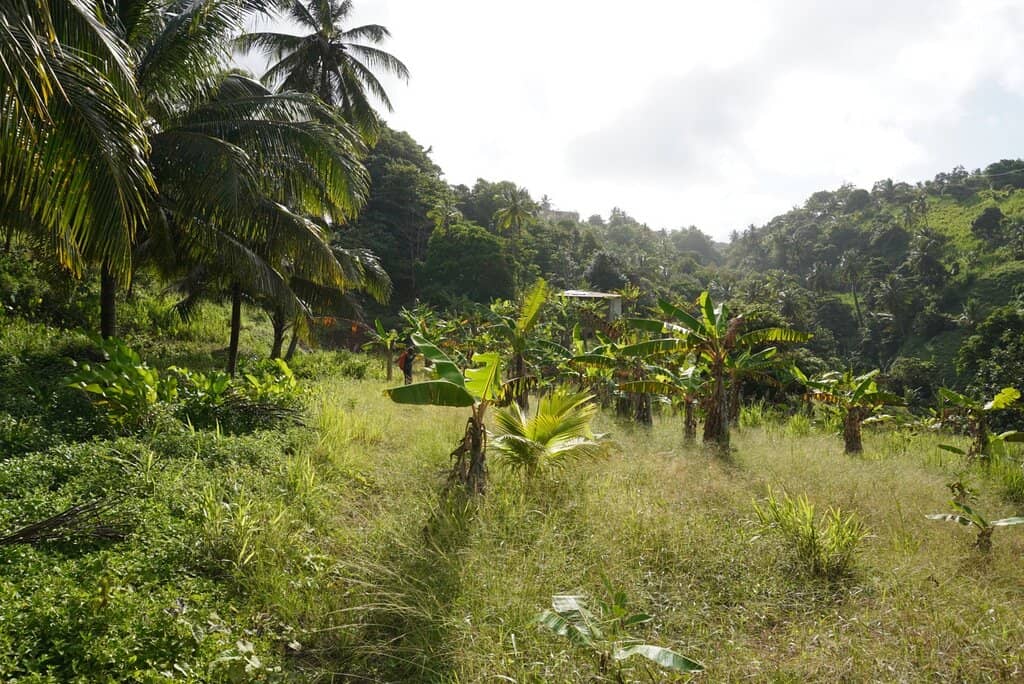 Morne Diablotin National Park