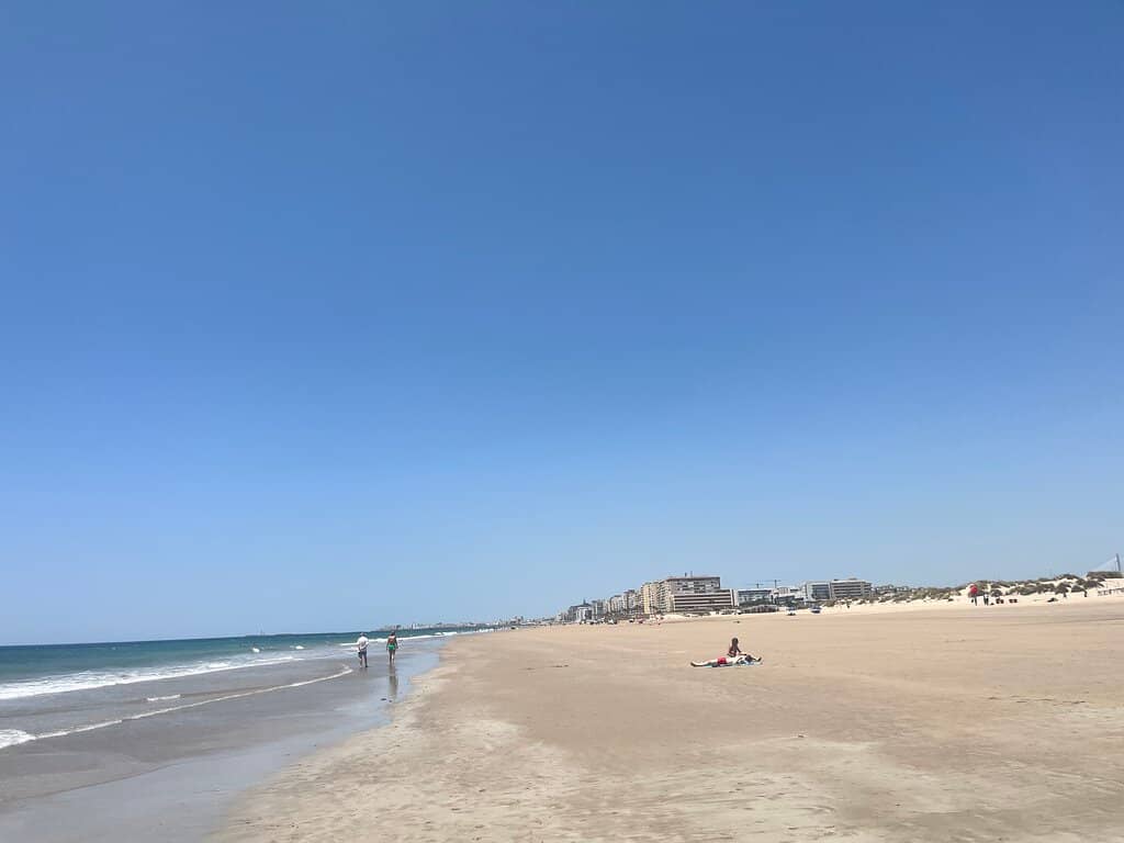 Dune Ecosystem