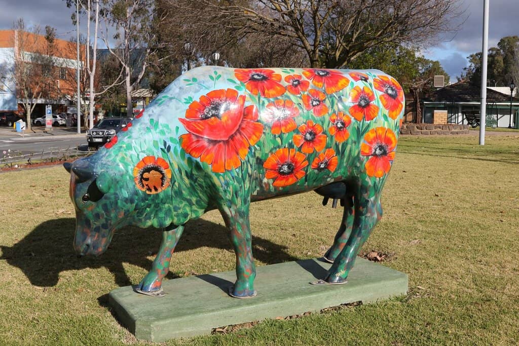 Monash Park Cows