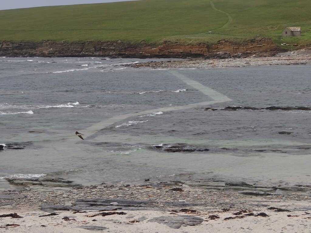 Seabird Colonies & Puffins