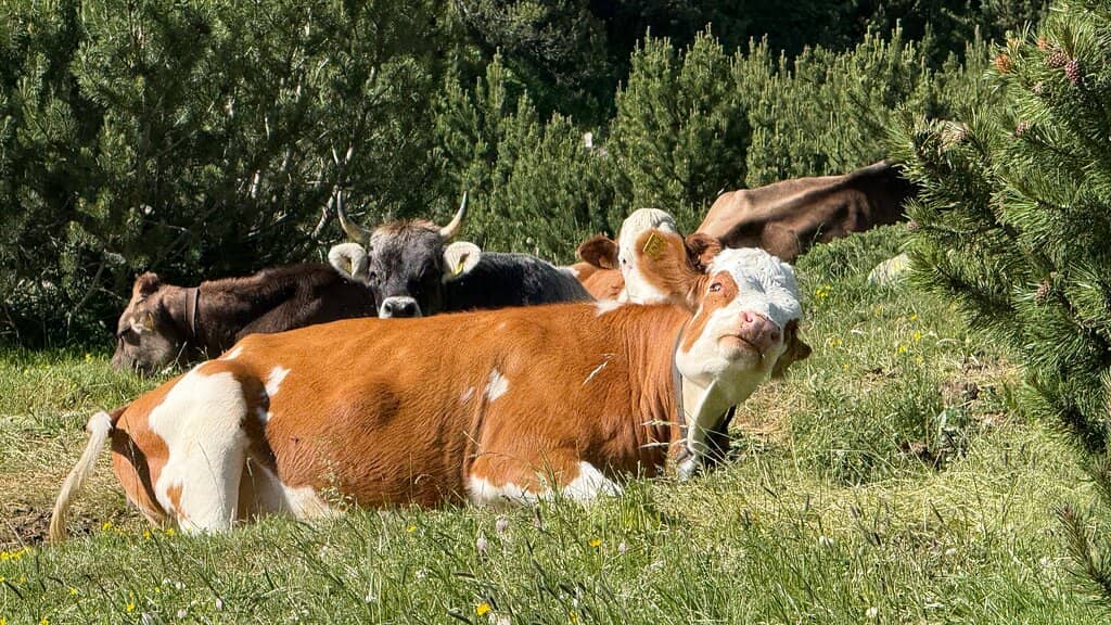 Panoramic Mountain Vistas