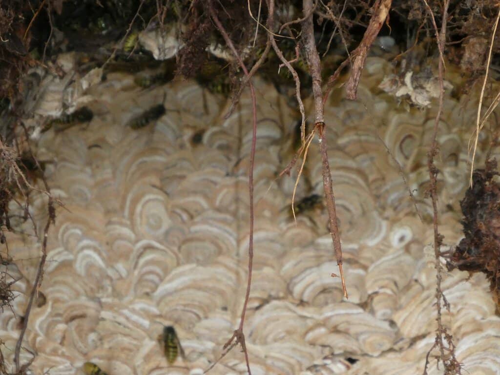 Willow & Birch Coffee Van