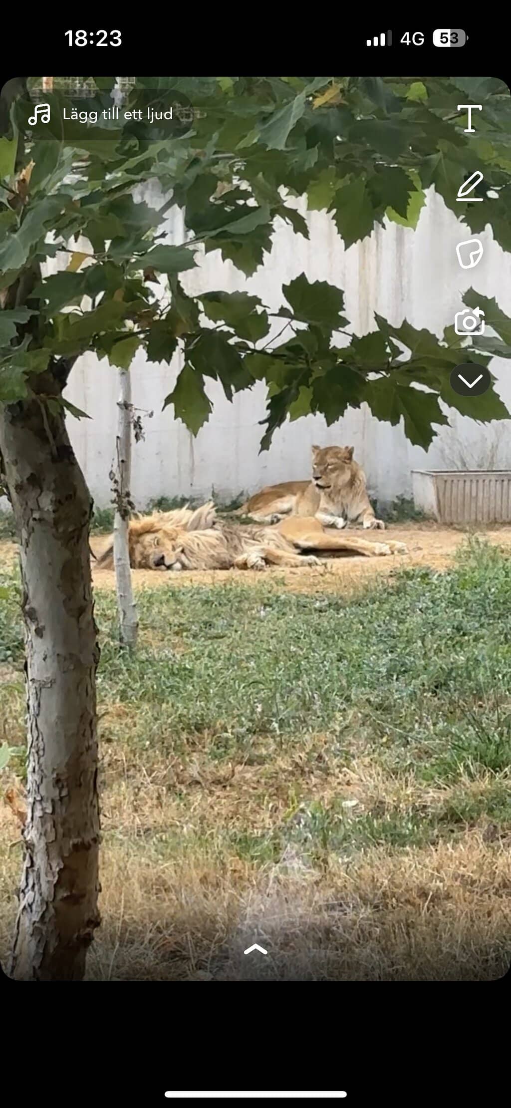 Children's Playground & Rides