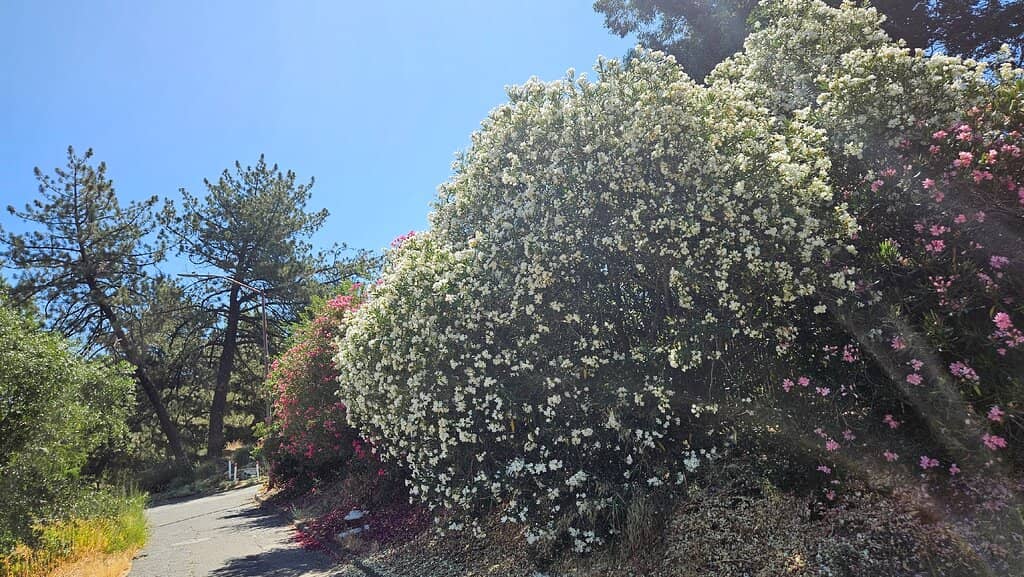 Native Plant Showcase