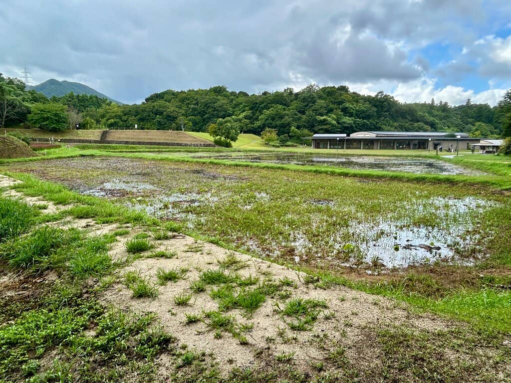 Lotus Flower Fields