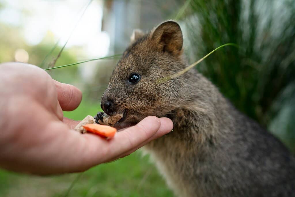 Kangaroo Feeding