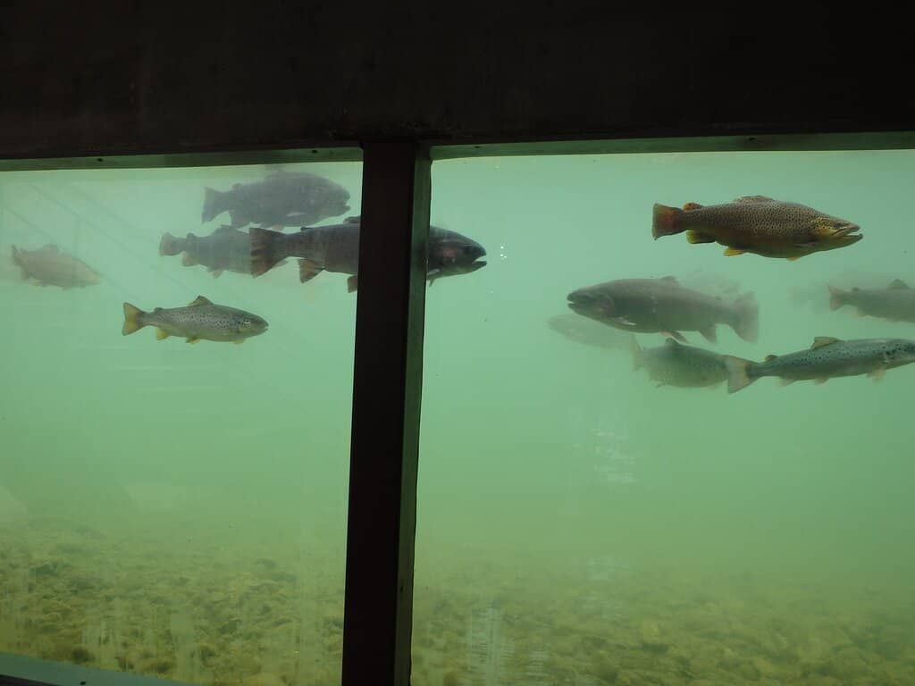 Underwater Fish Viewing