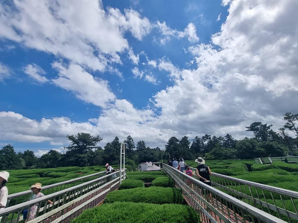 Free 3-Wheel Tricycles