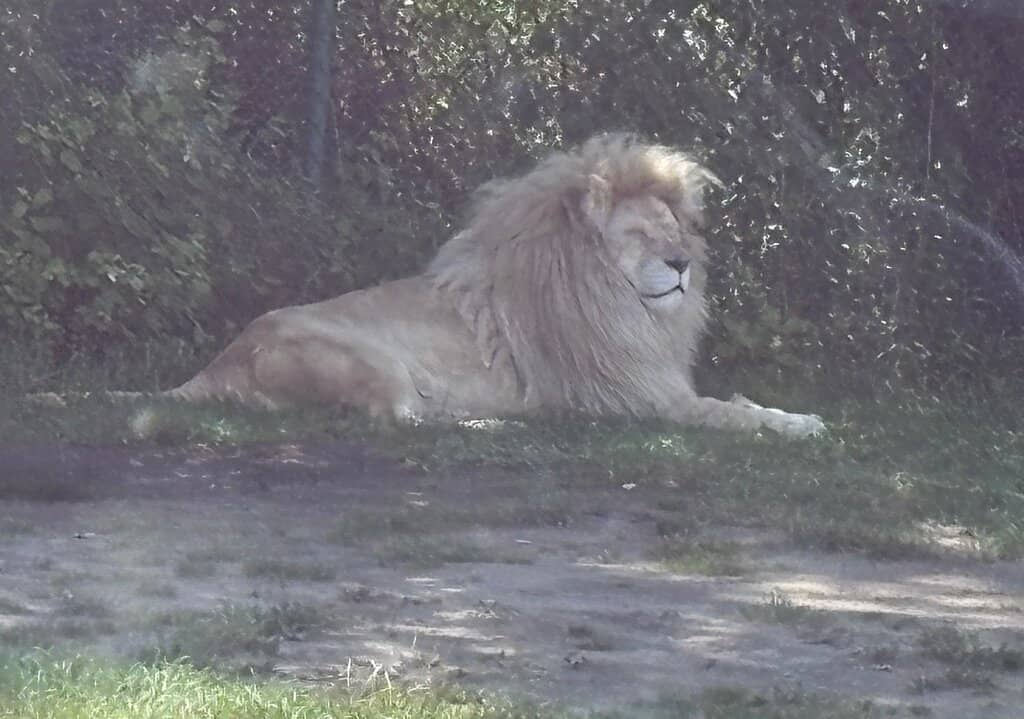 Kenya Gate Walk-Through