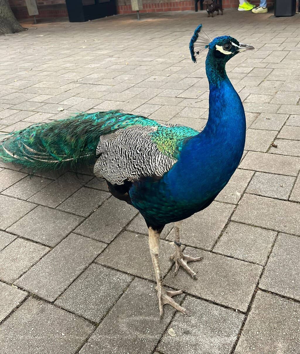 Spacious & Natural Habitats