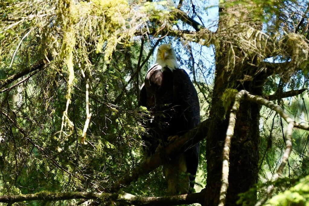 Majestic Raptor Encounters