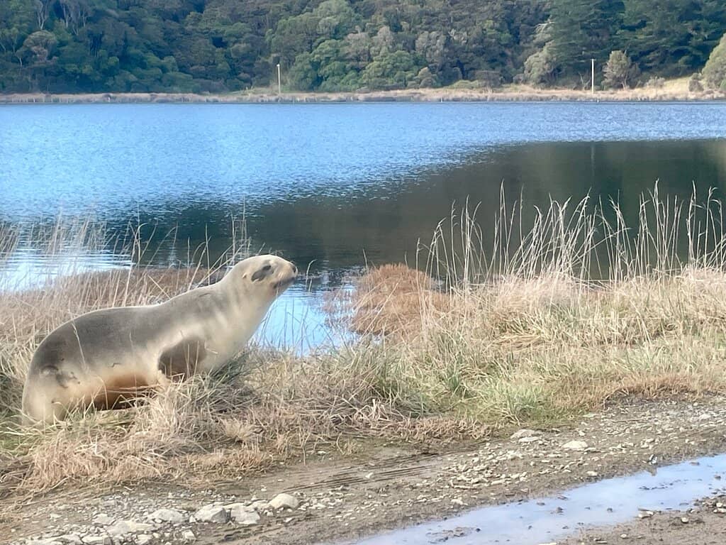 Sea Lion Encounters