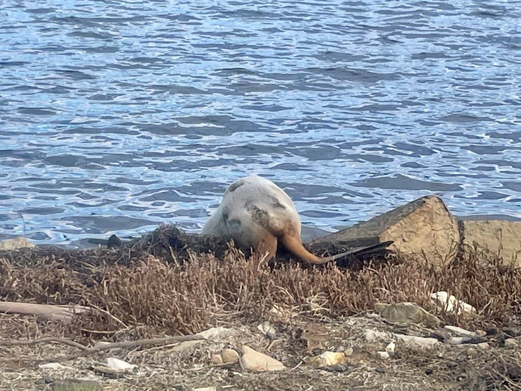 Tranquil Beach Strolls