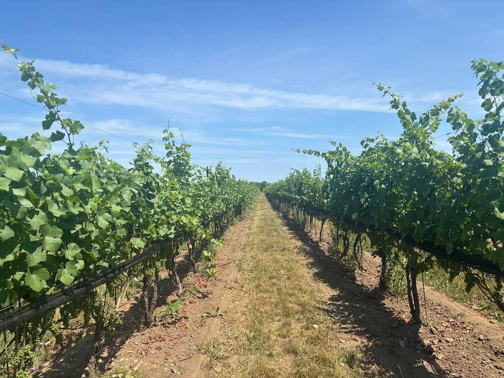 Highlights