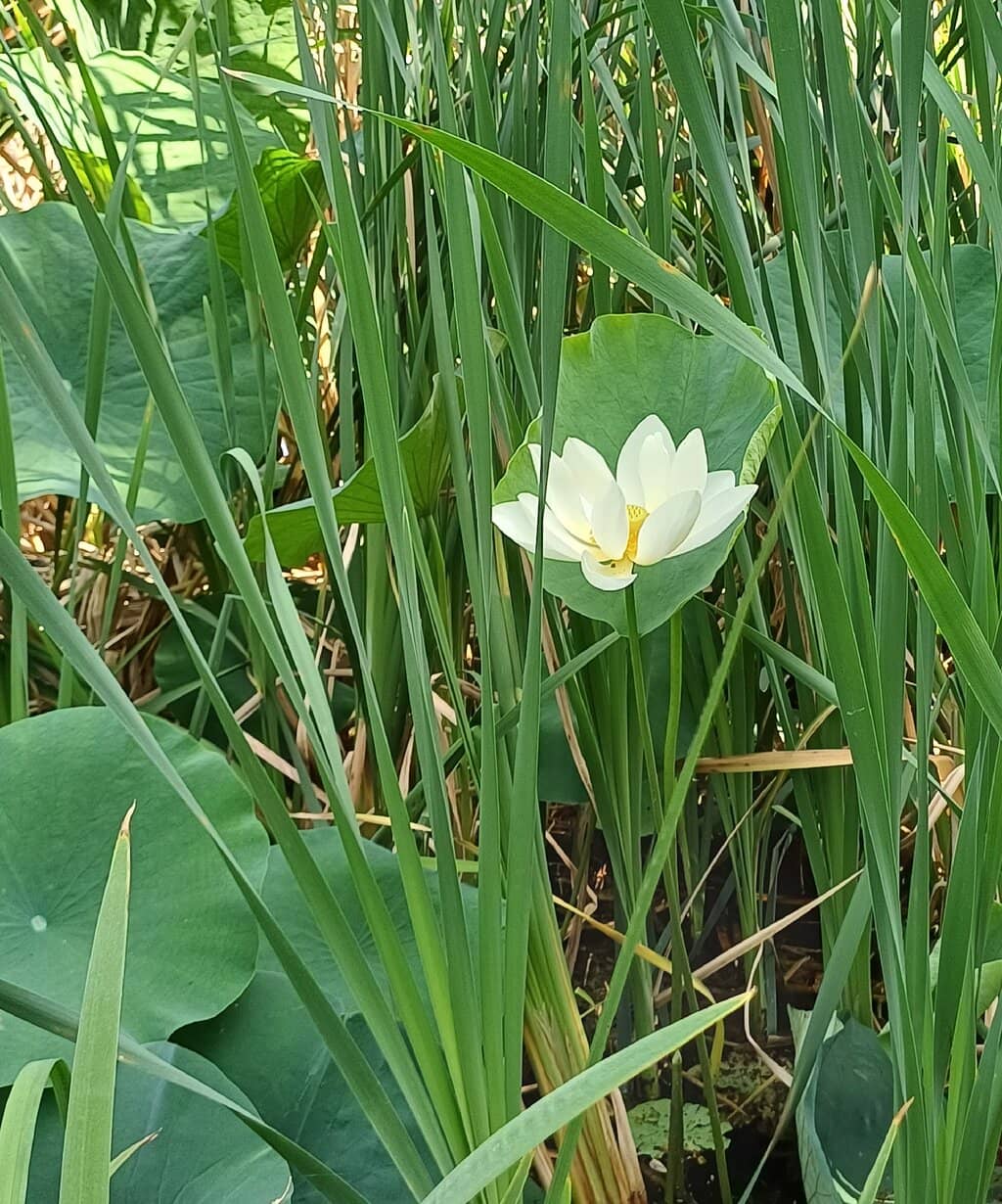 New Basketball Court