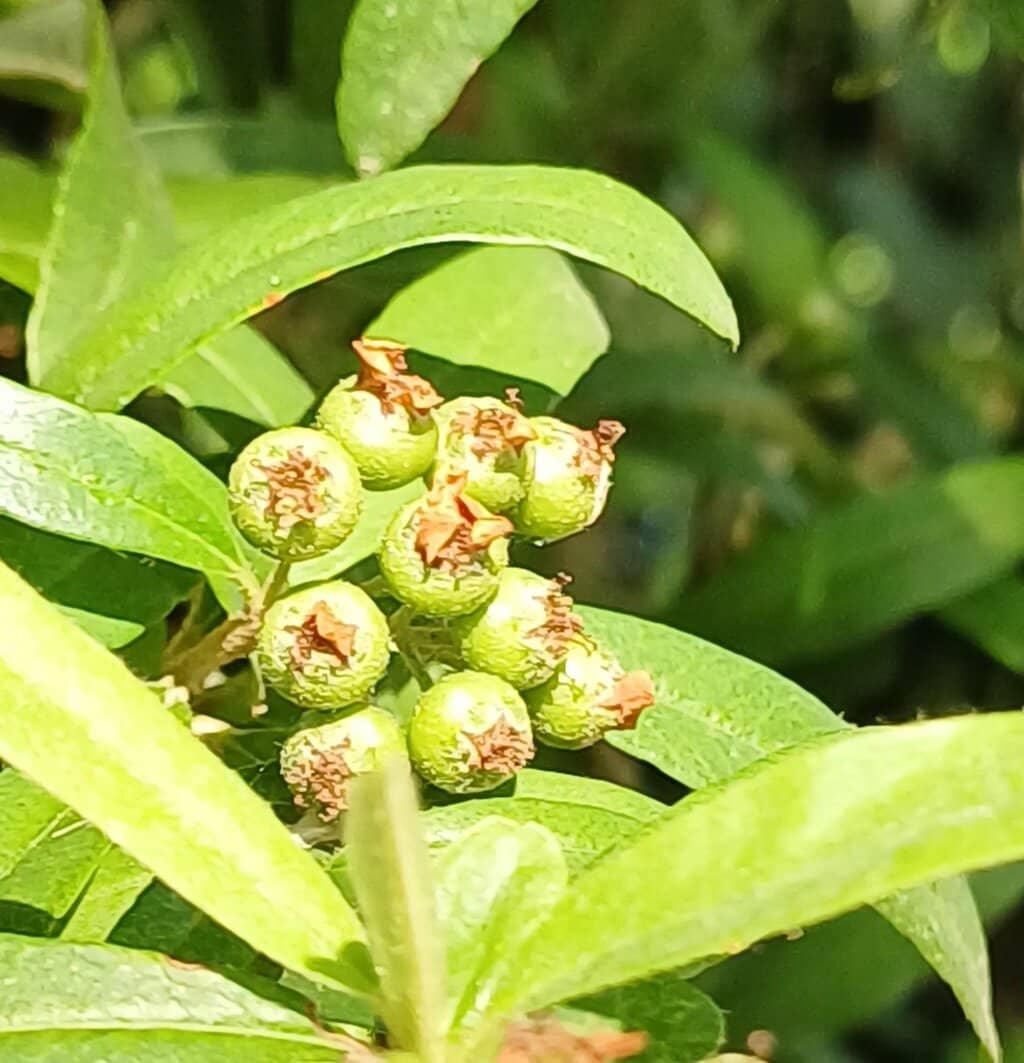 Commemorative Events