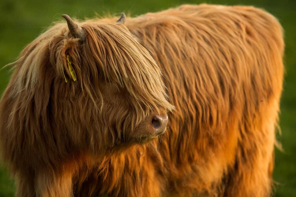 Action Glen Activities