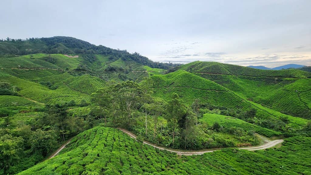 Cameron Valley Tea House Views