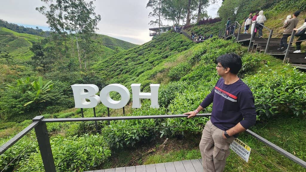 Local Tea Plucking Insights