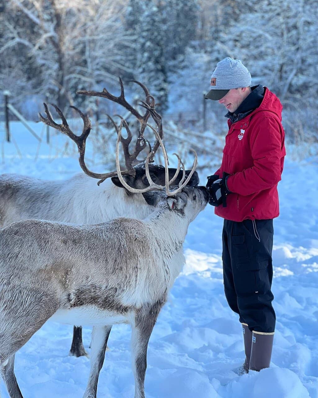 Meet and Feed the Reindeer