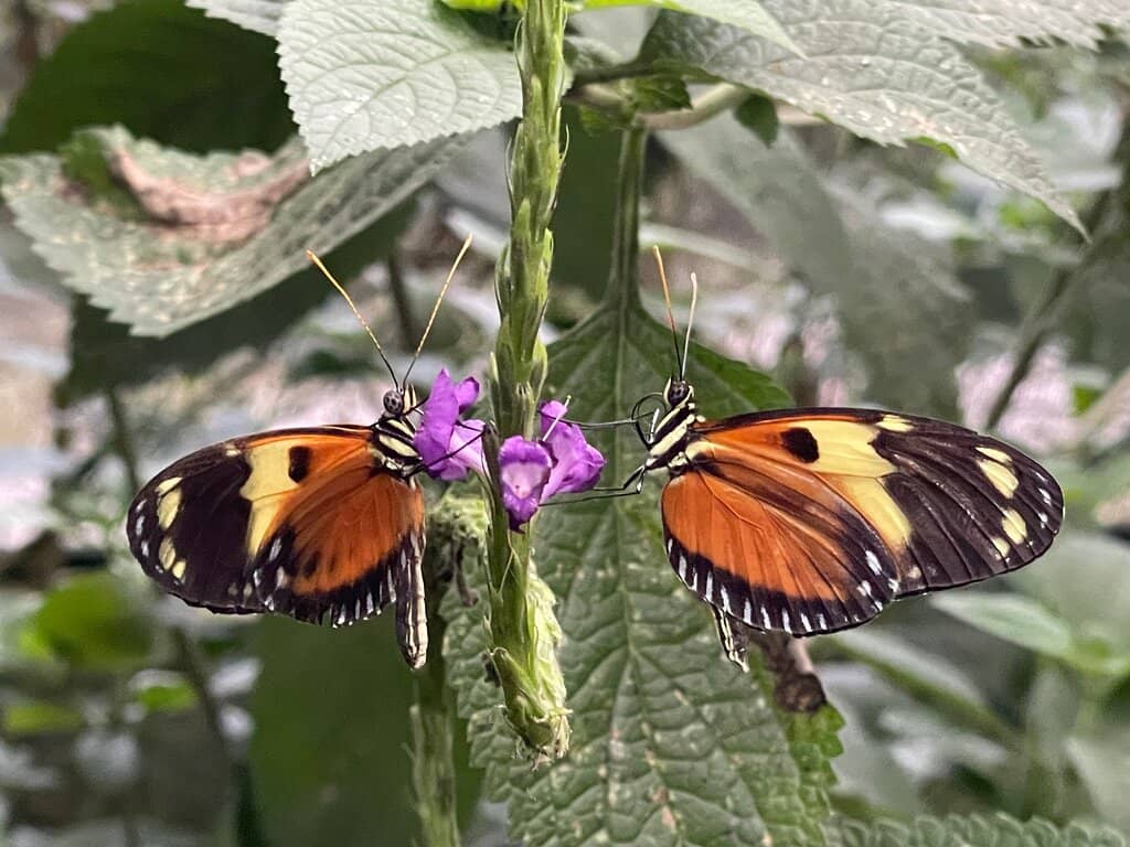 Diverse Flora Collection