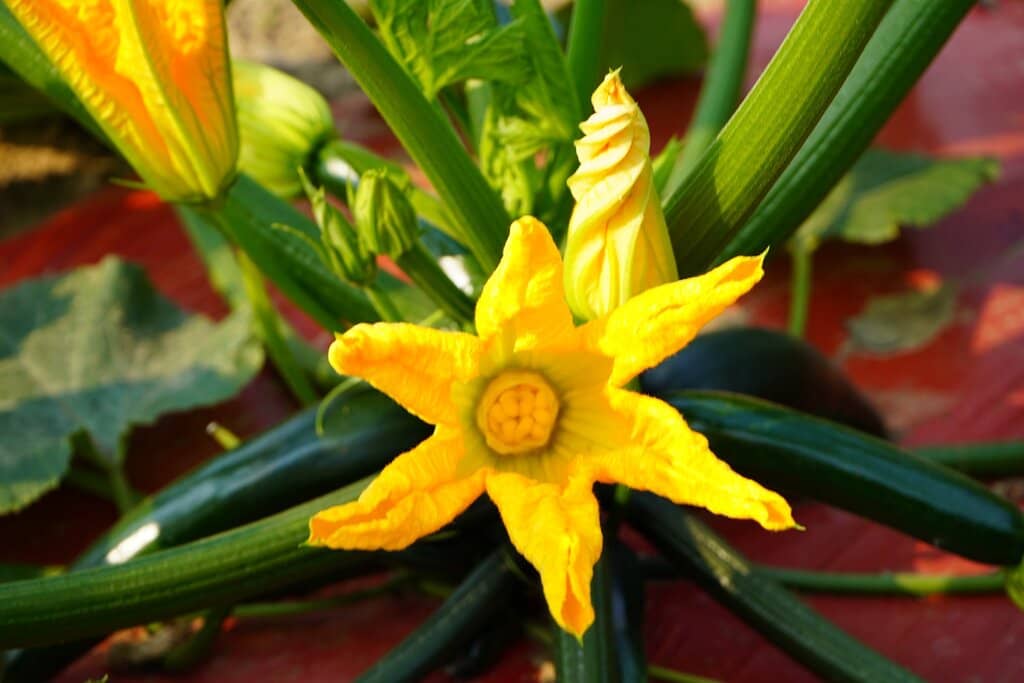 Hedge Maze Adventure