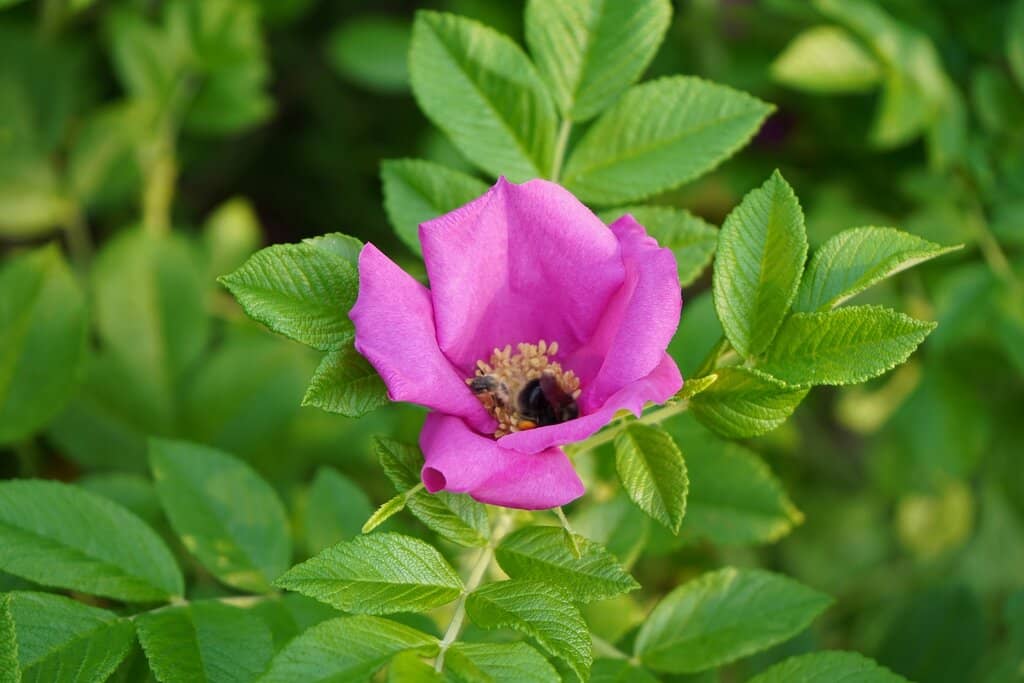 Research & Educational Displays