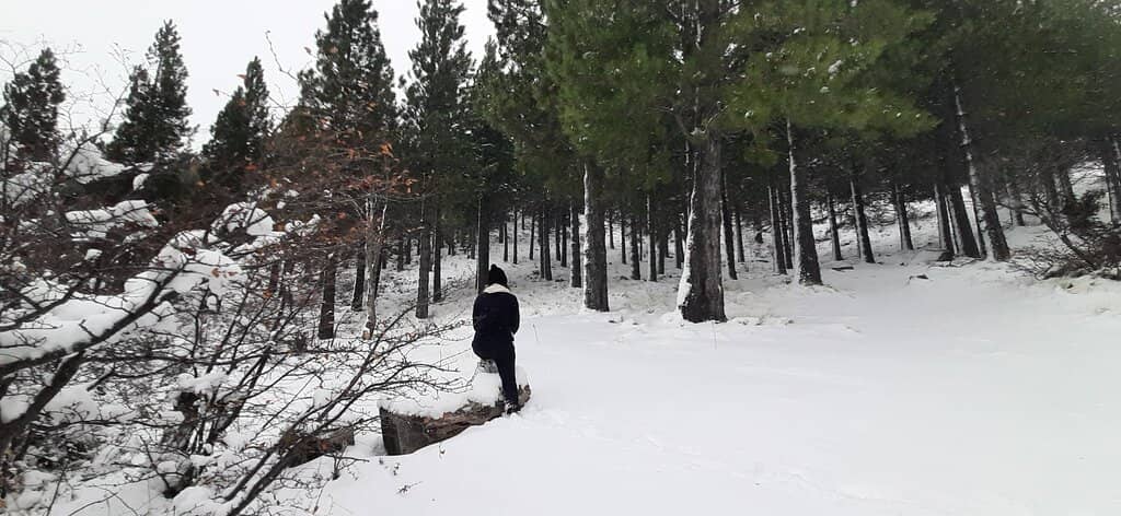 Beginner-Friendly Slopes