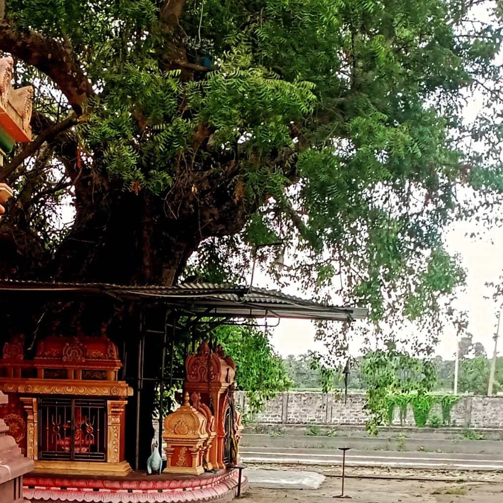 Statues of Sangamitta Theri