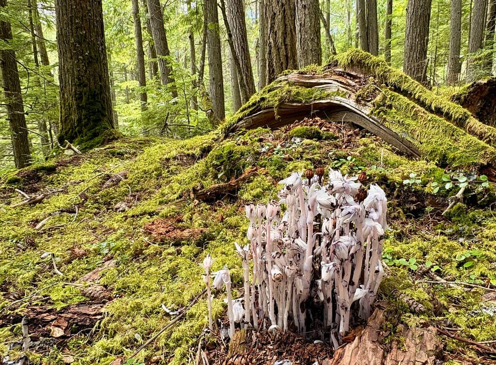 The Descent to the Falls