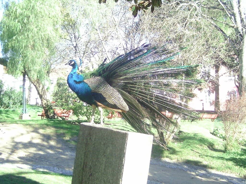 Wandering Peacocks